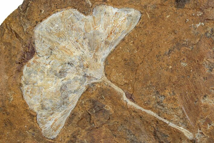 Fossil Ginkgo Leaf From North Dakota - Paleocene #262784